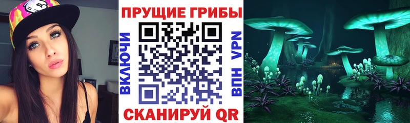 mega tor  Кувандык  Псилоцибиновые грибы мицелий 